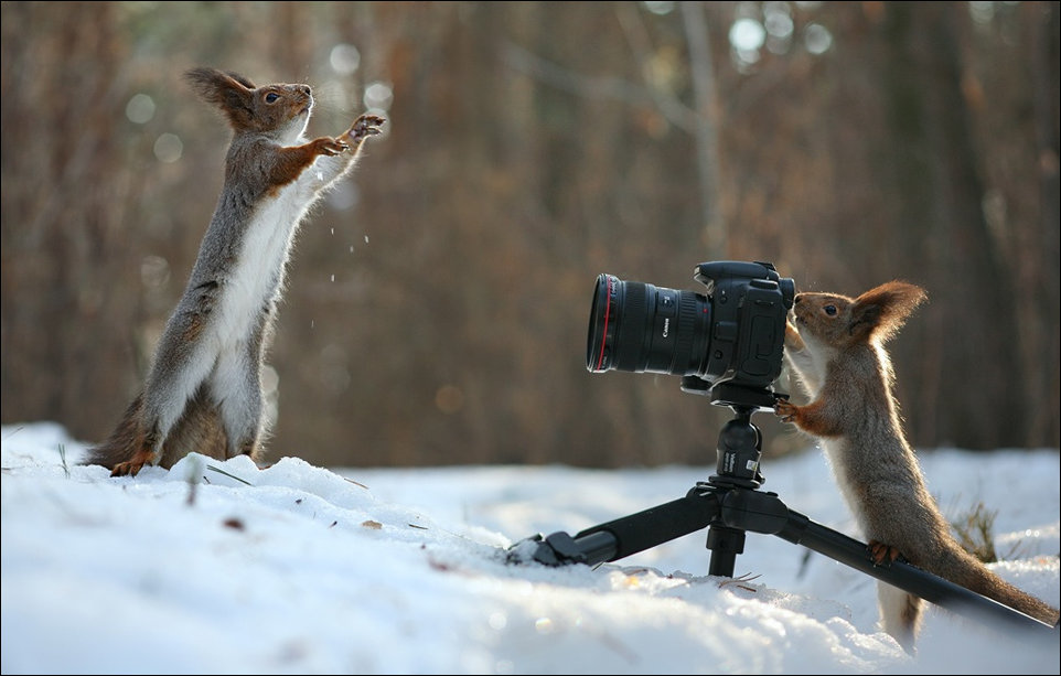 Сфотай меня сфотай. Белочки