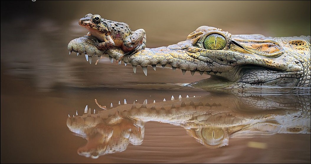Лягушка на пасти крокодила улеглась