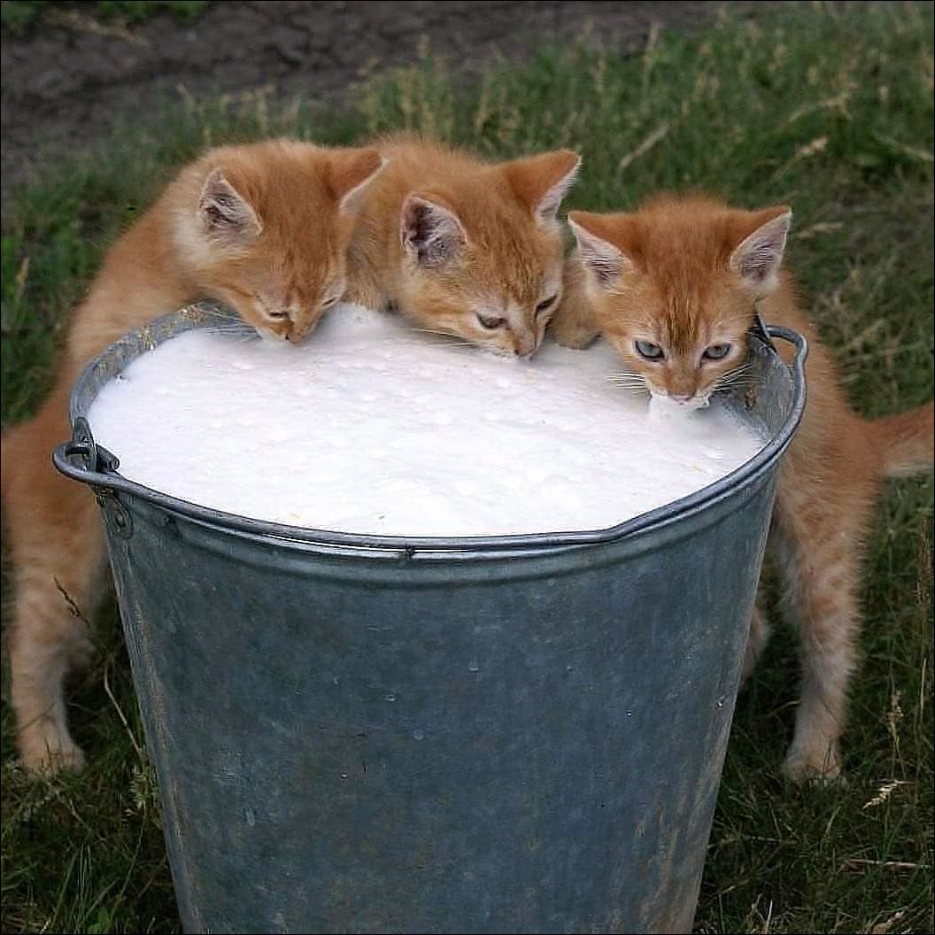 Рыжие котята пьют парное молоко из ведра :)