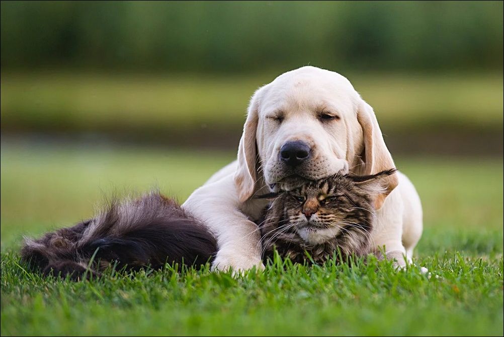 Лучшие друзья. собака и кошка