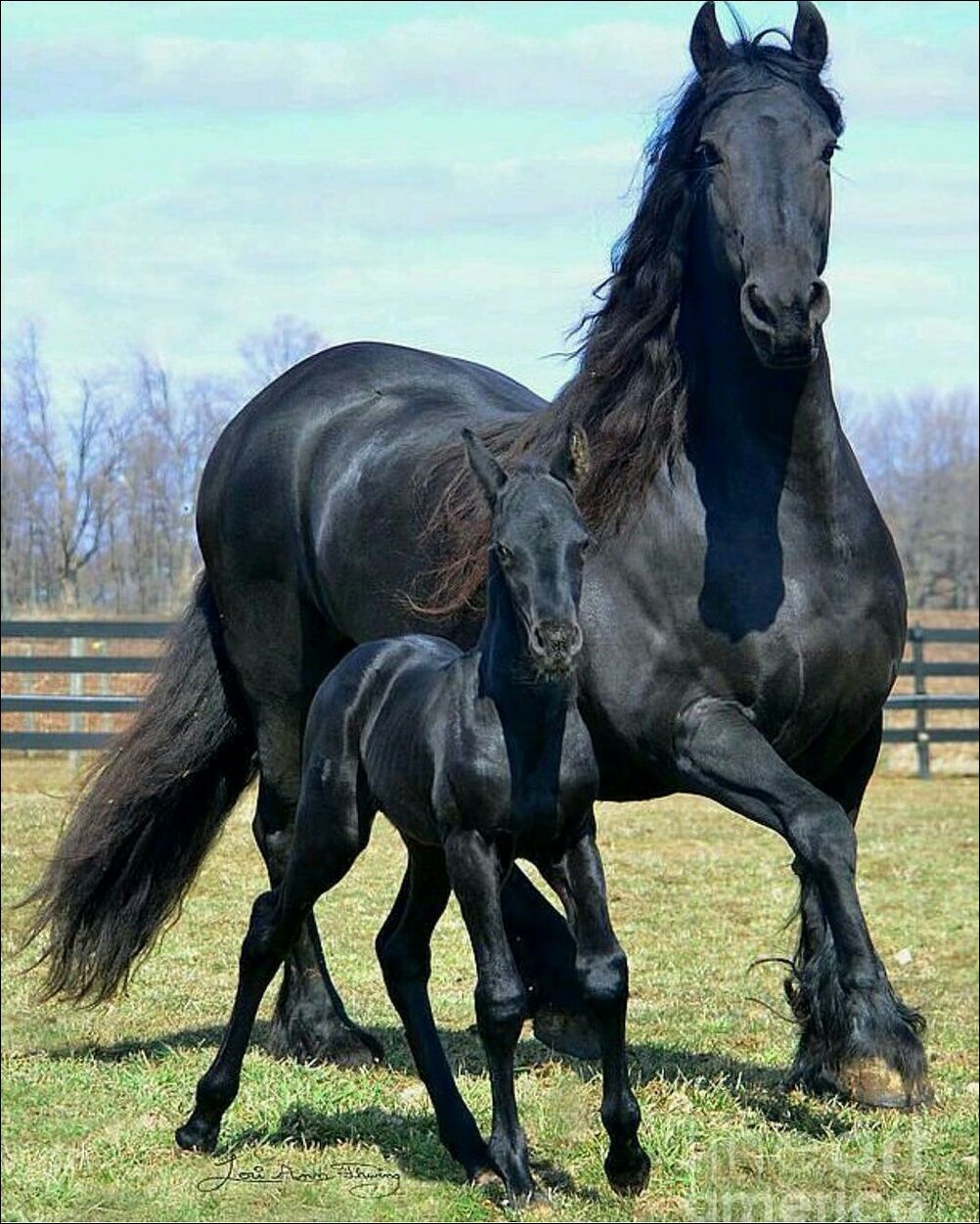 Чёрные лошадь и жеребёнок
