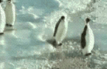 Клевые пингвинчики (весит 444 кб)